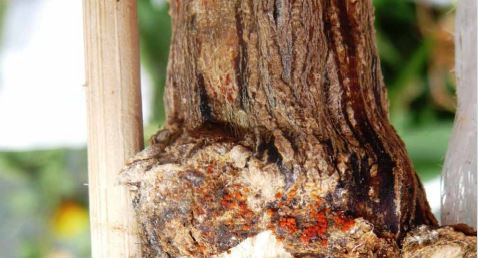 Orange-coloured fruiting structures associated with pepper stem base rot